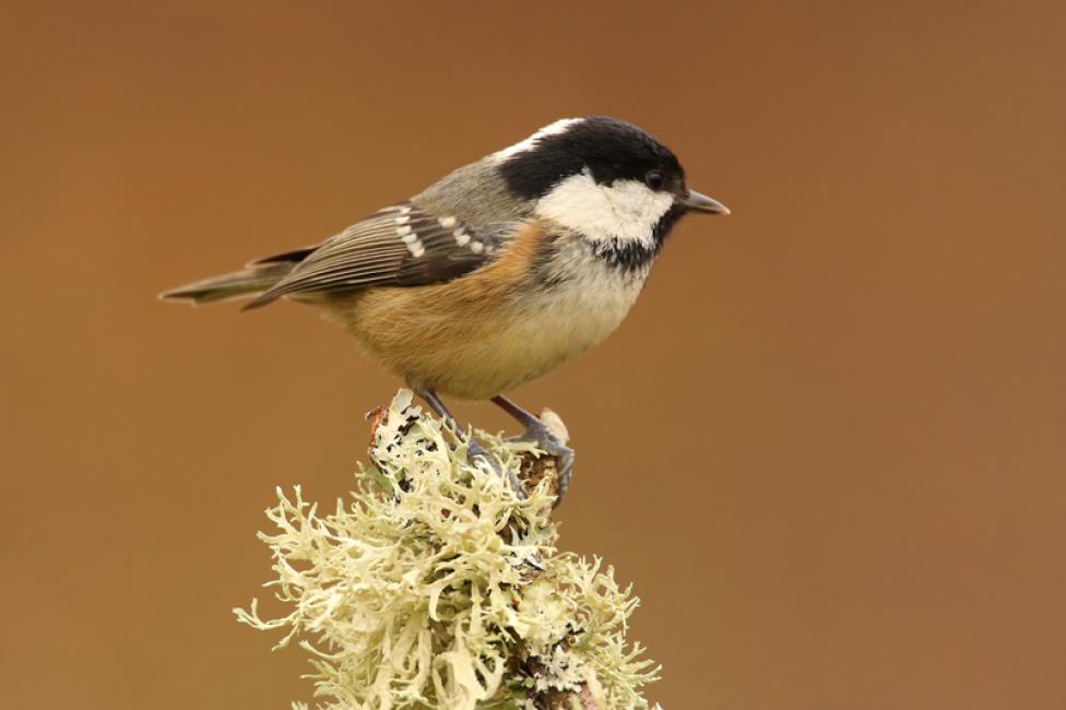 Carbonero garrapinos (Periparus ater)